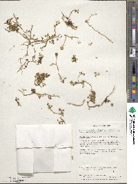 Lobelia oligophylla image