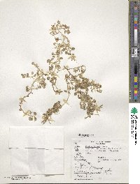 Lobelia oligophylla image