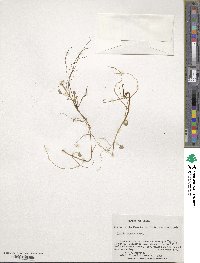 Lobelia oligophylla image