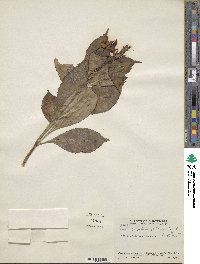 Image of Lobelia calochlamys