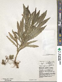 Hippobroma longiflora image