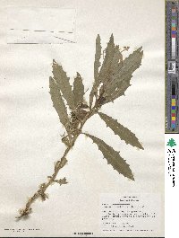 Hippobroma longiflora image