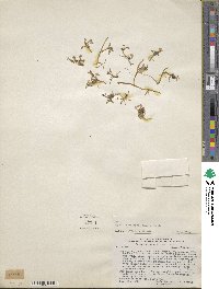 Lobelia oligophylla image