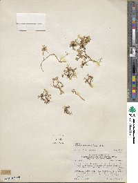 Lobelia oligophylla image