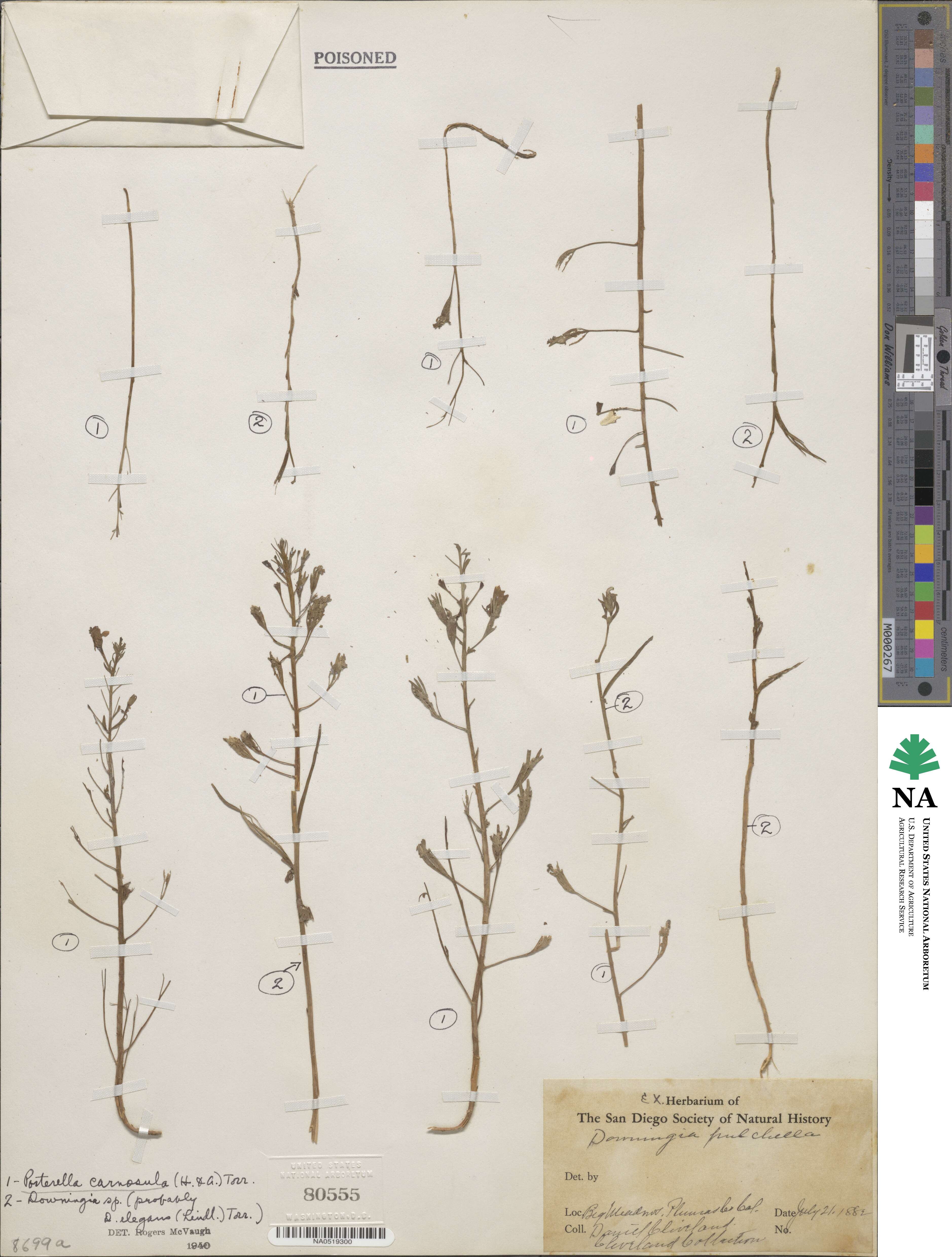 Porterella carnosula image