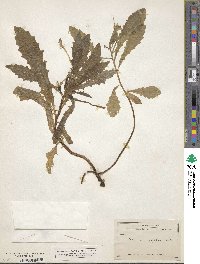 Hippobroma longiflora image