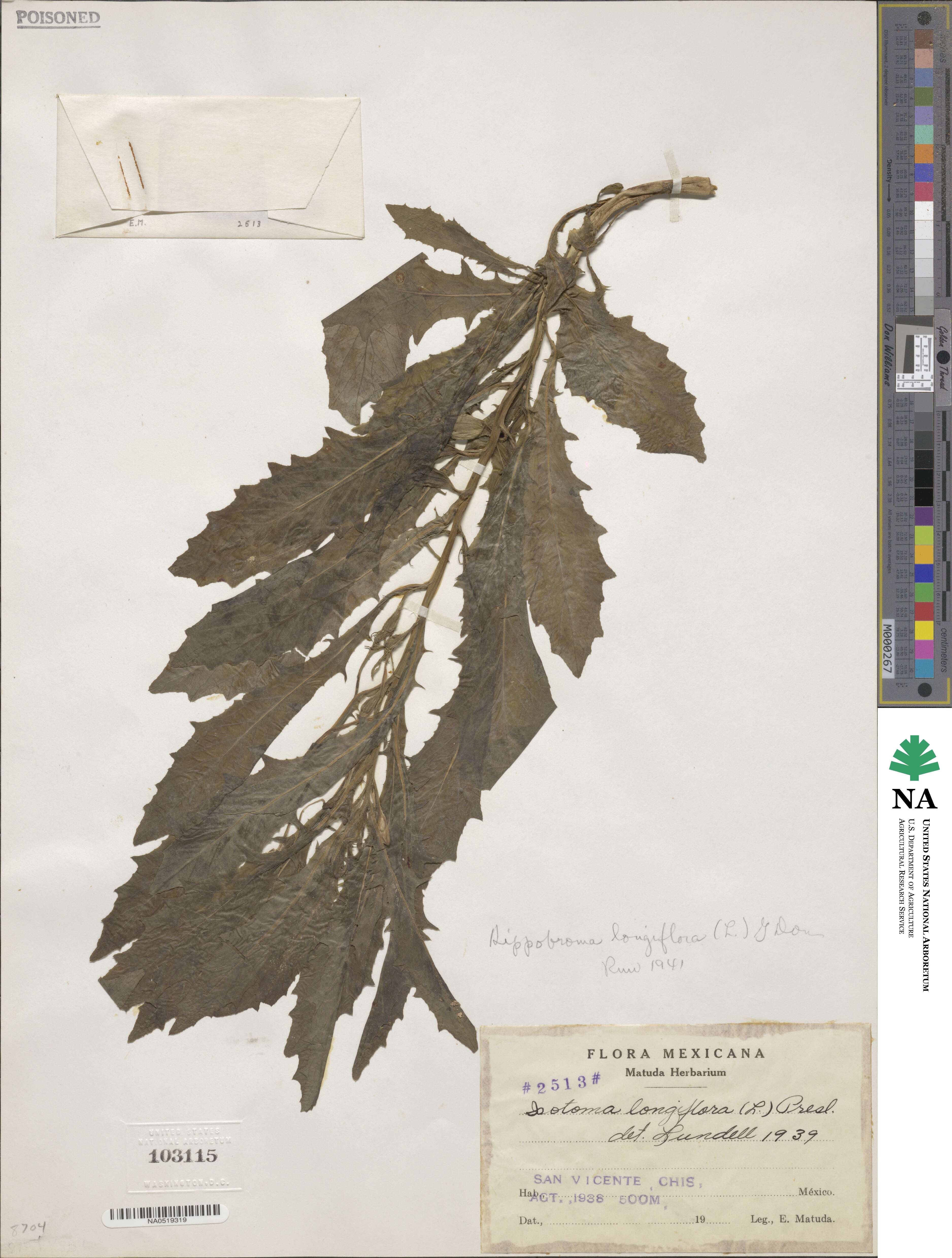 Hippobroma longiflora image