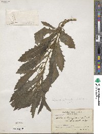 Hippobroma longiflora image