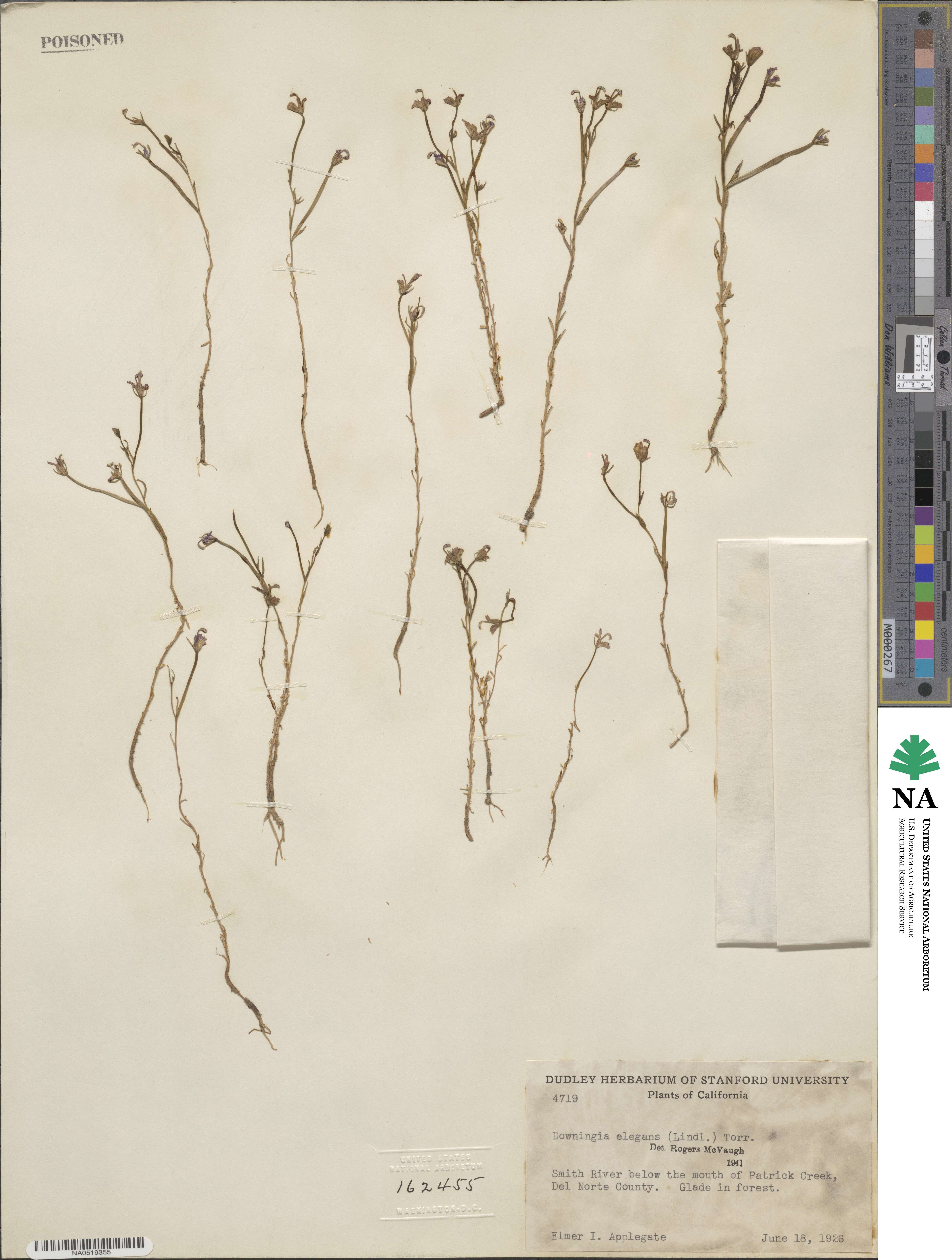 Downingia elegans image