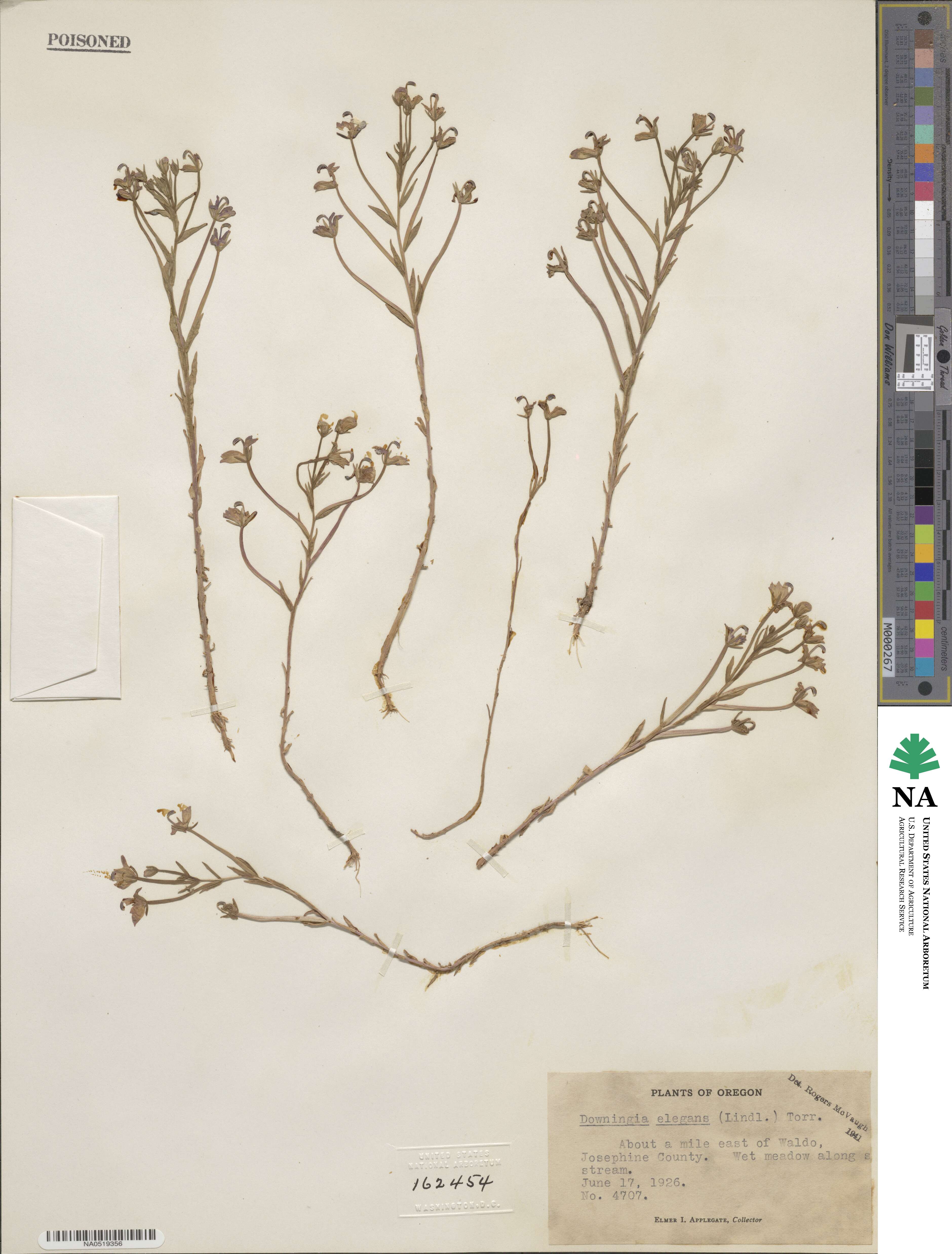 Downingia elegans image