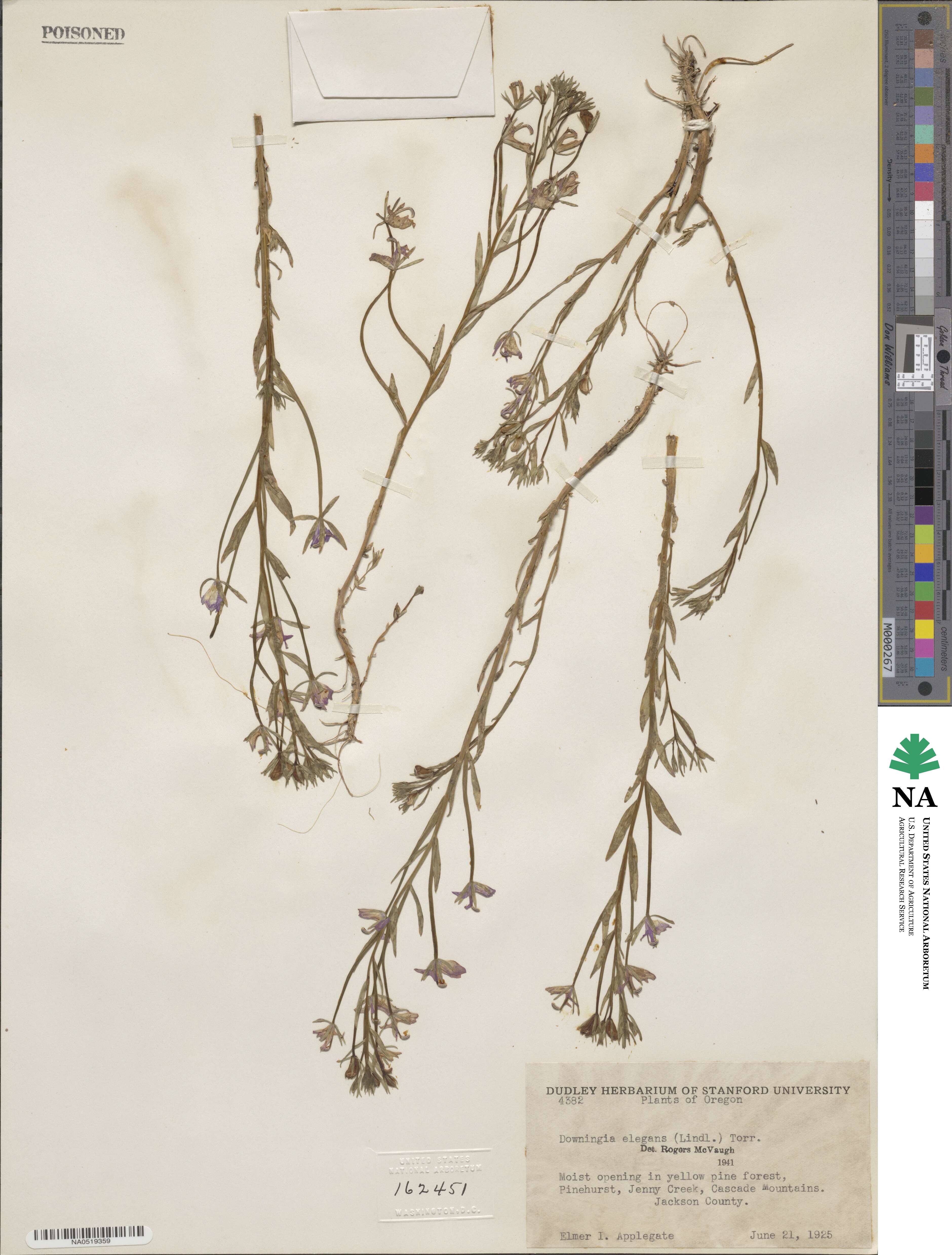 Downingia elegans image