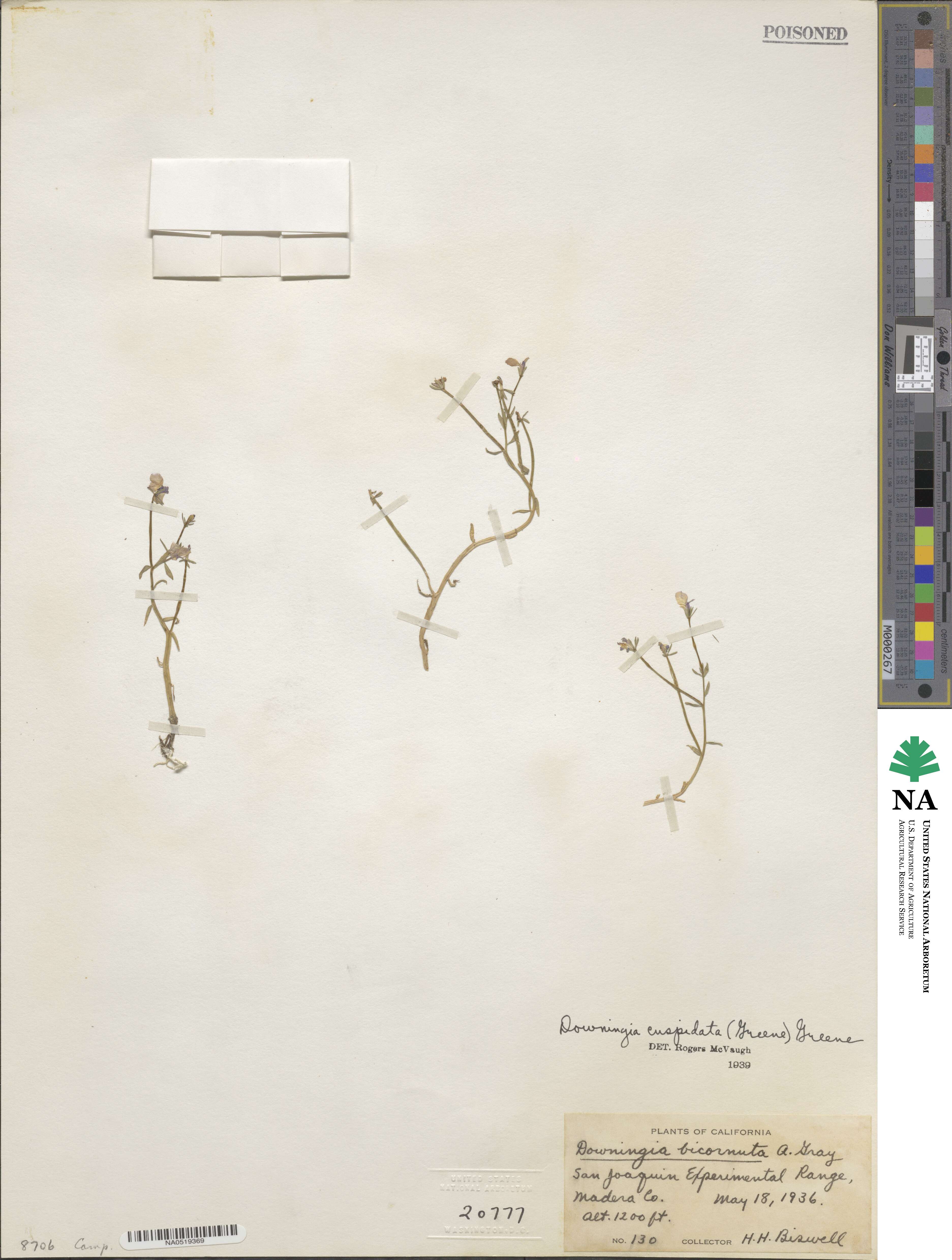 Downingia cuspidata image