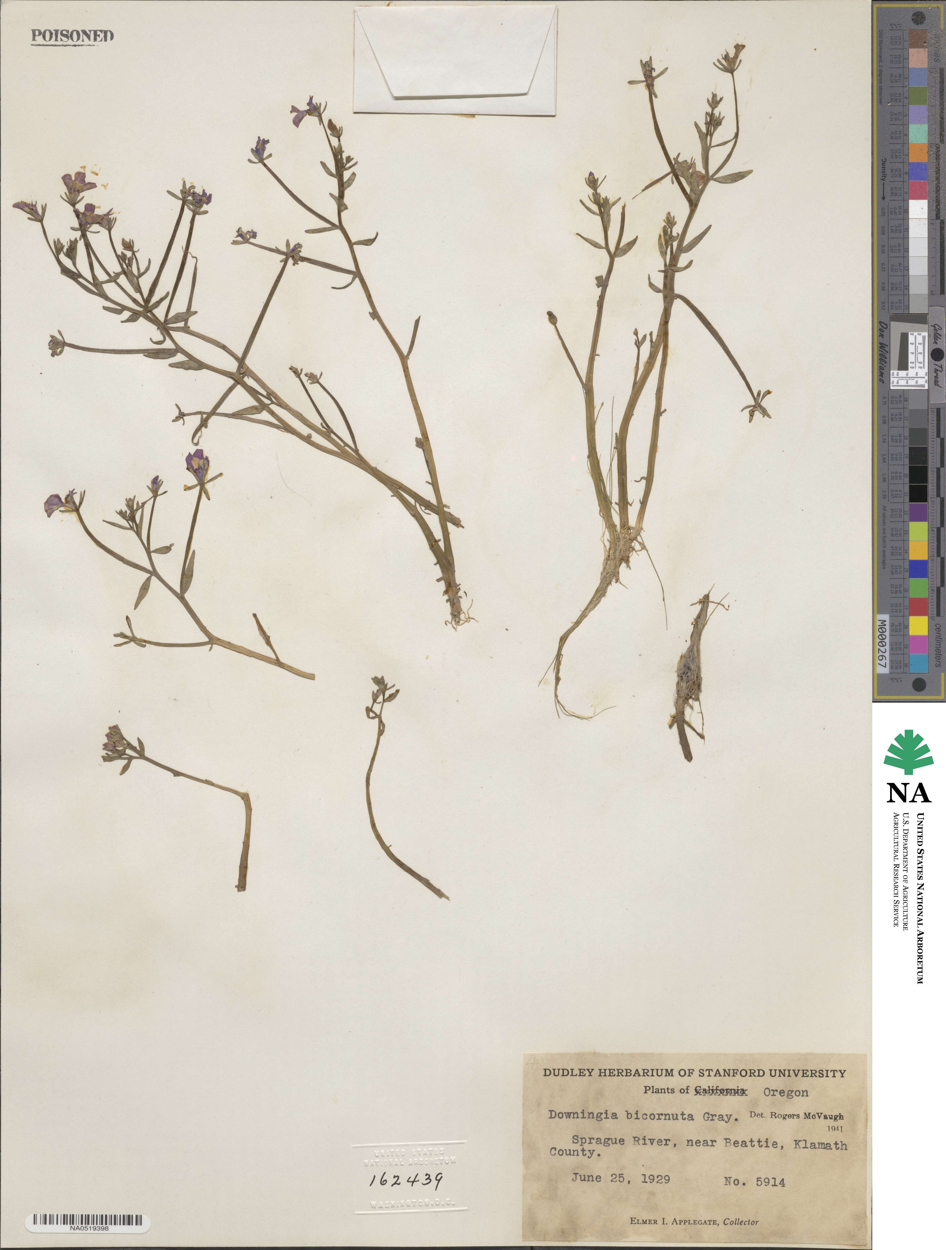 Downingia bicornuta image
