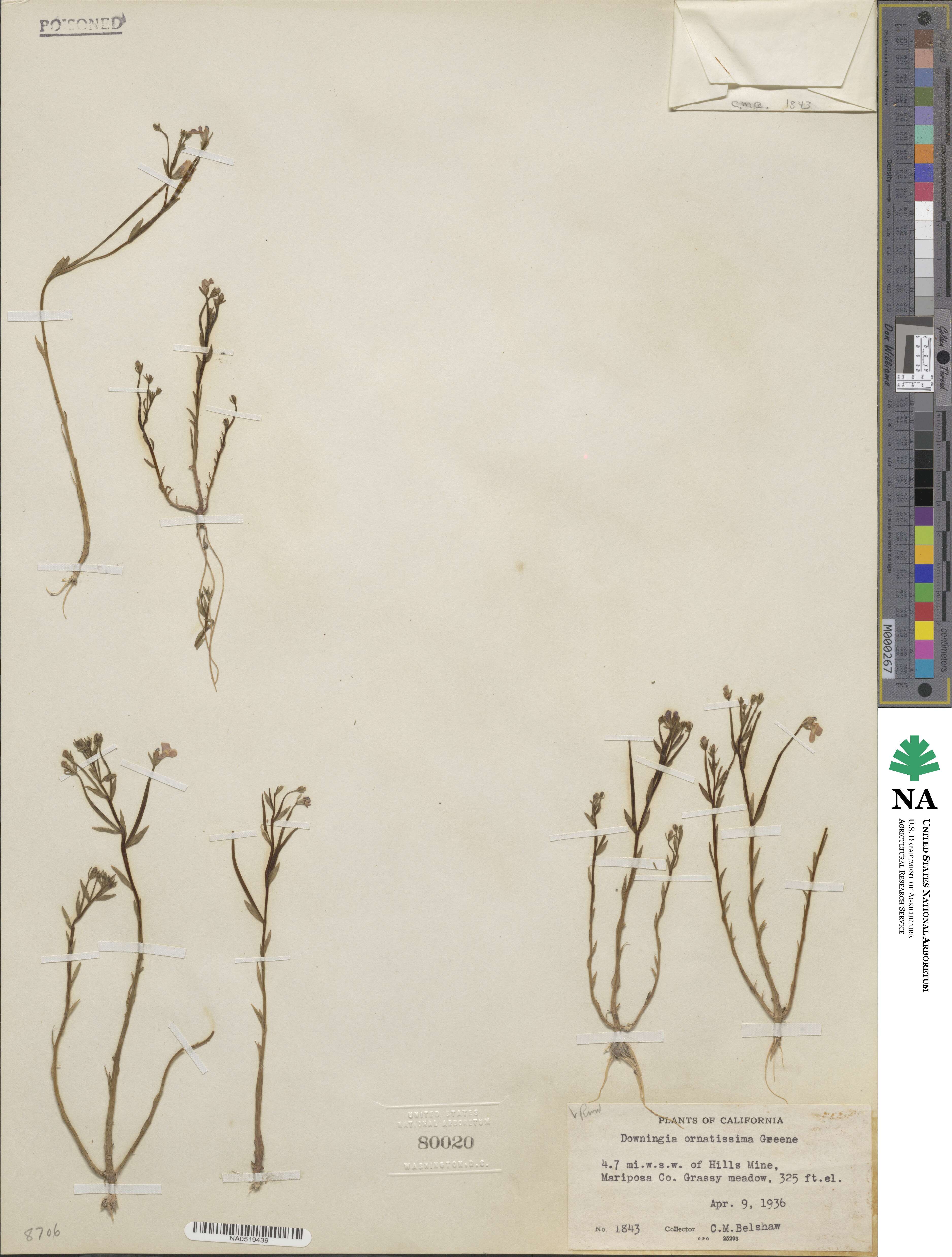 Downingia ornatissima image