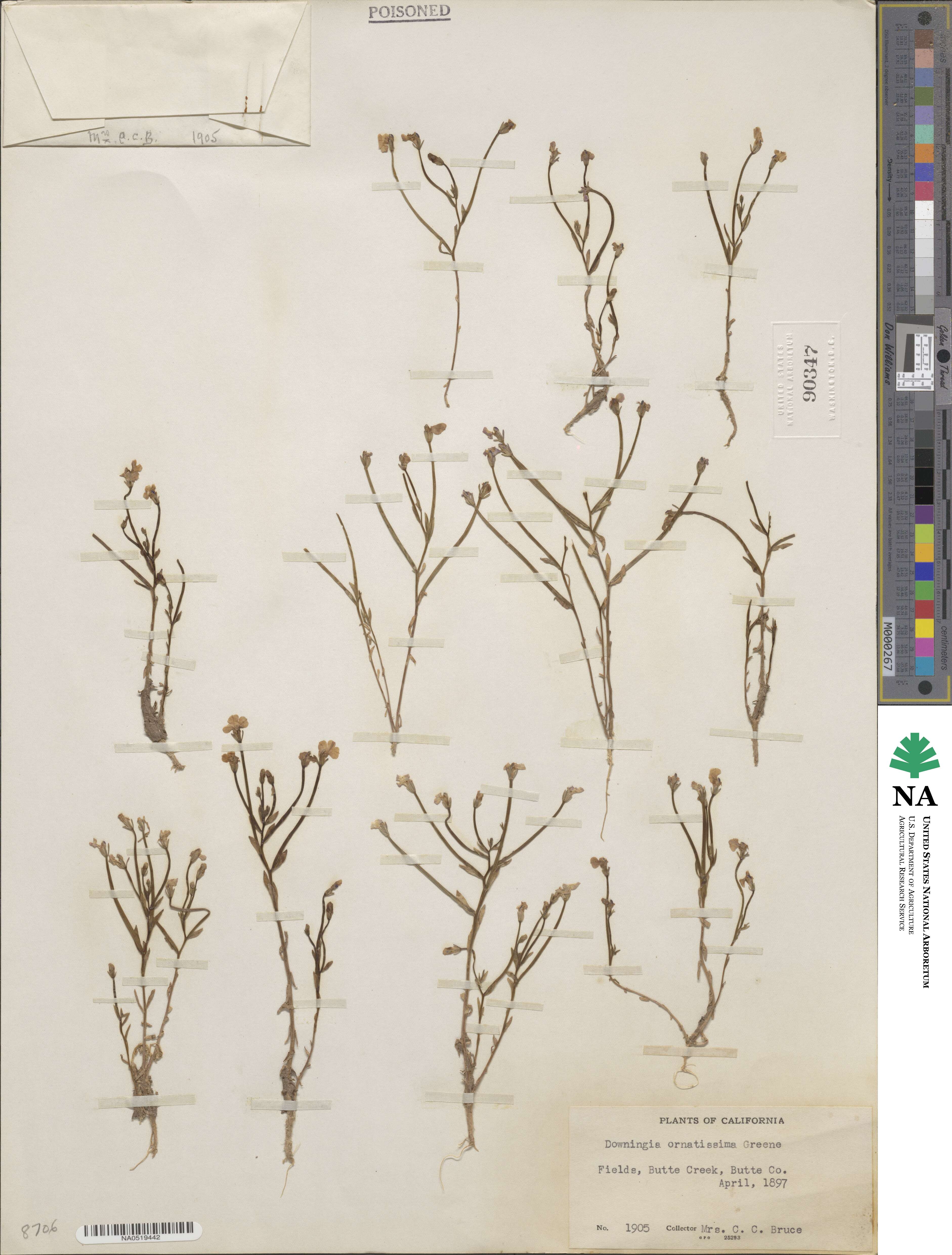 Downingia ornatissima image