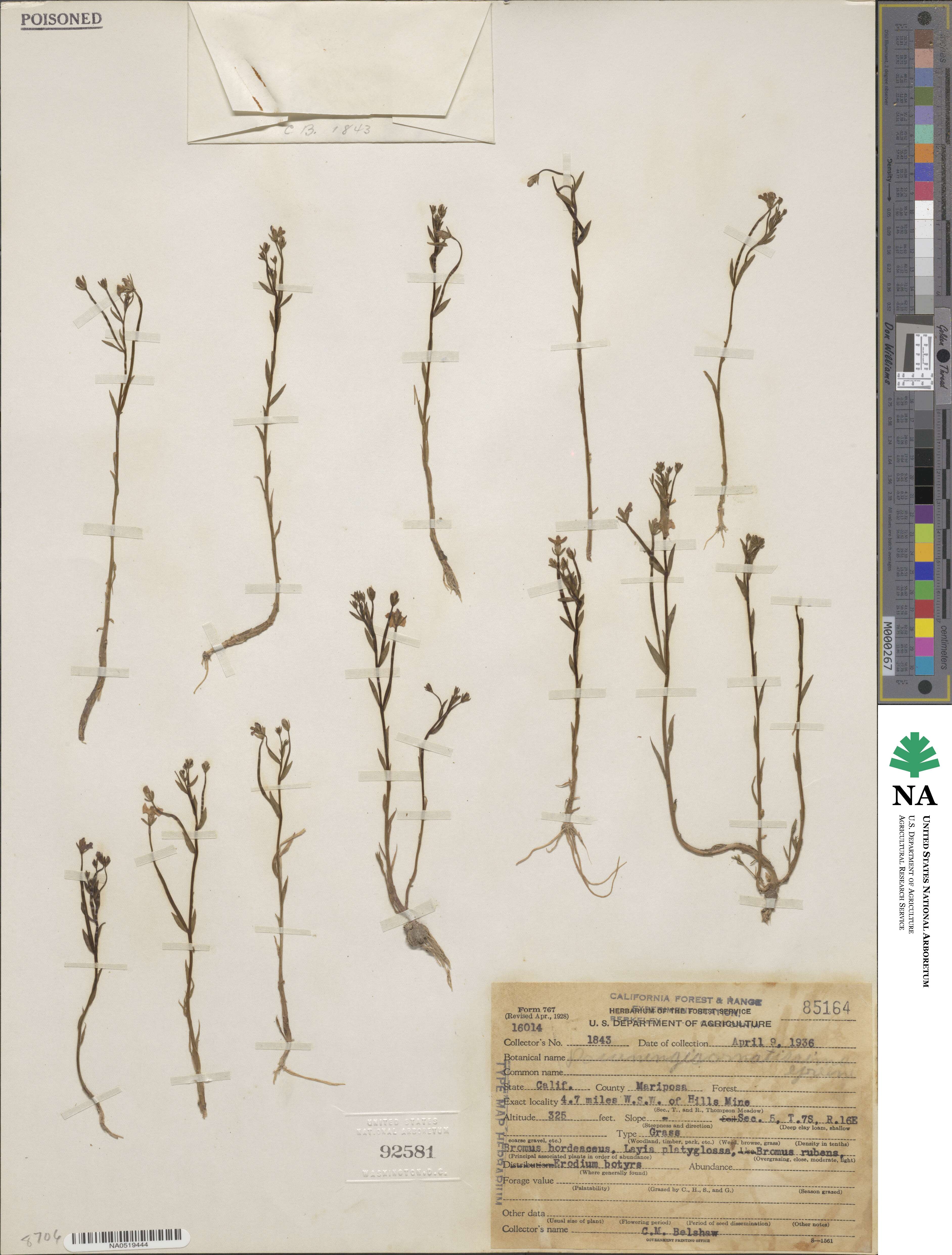 Downingia ornatissima image