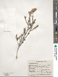 Leschenaultia biloba image