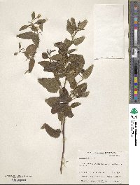 Goodenia ovata image