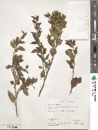 Goodenia ovata image