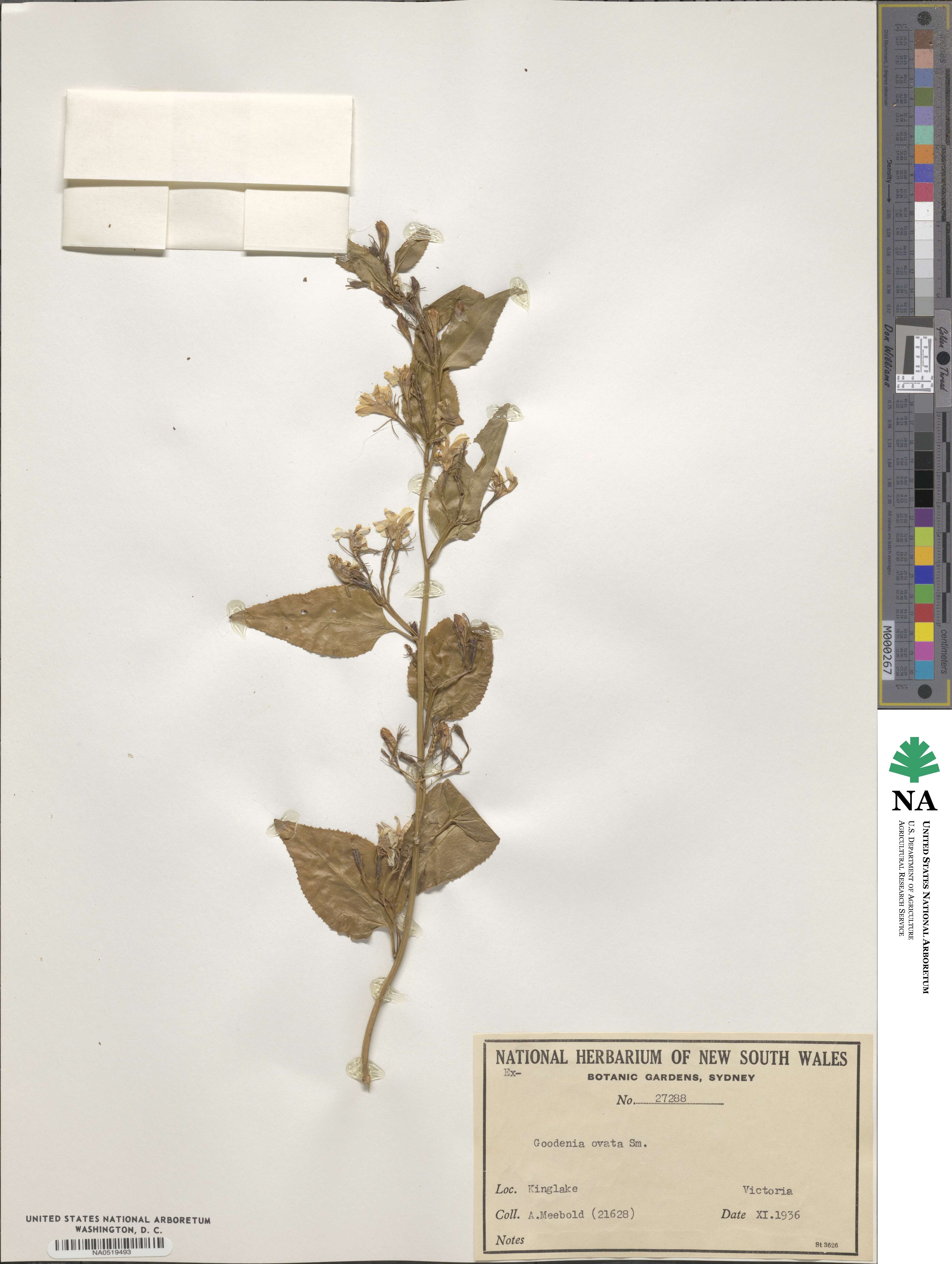 Goodenia ovata image