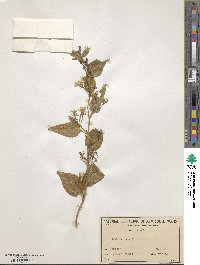 Goodenia ovata image