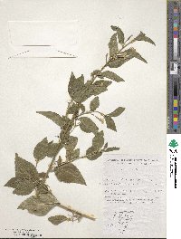 Goodenia ovata image