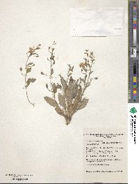 Image of Goodenia hederacea