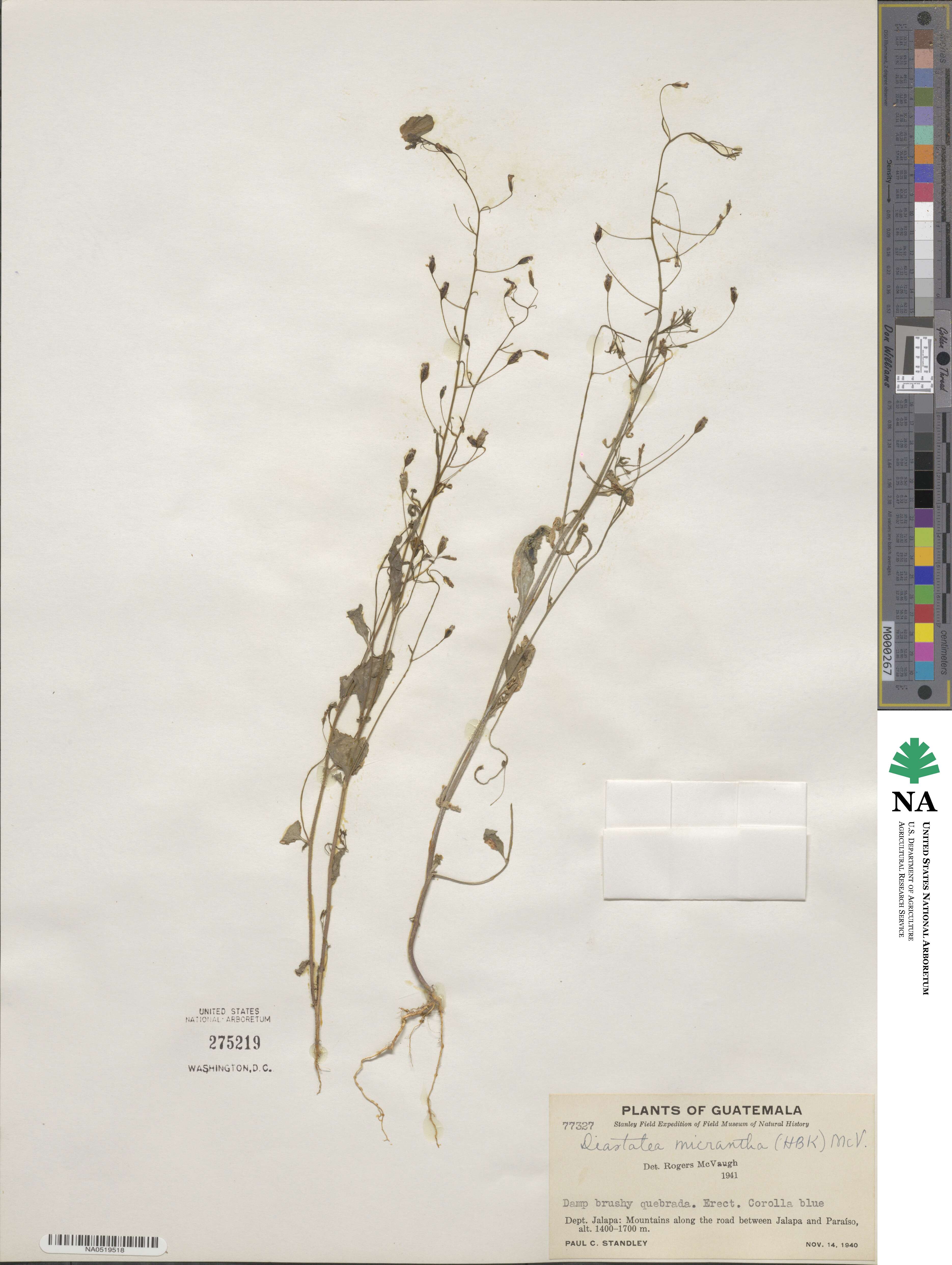 Diastatea micrantha image