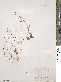 Diastatea micrantha image