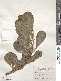 Scaevola sericea image