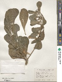 Scaevola sericea image