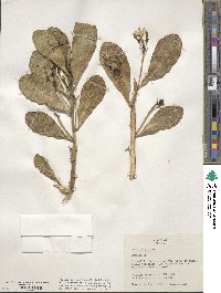 Scaevola plumieri image