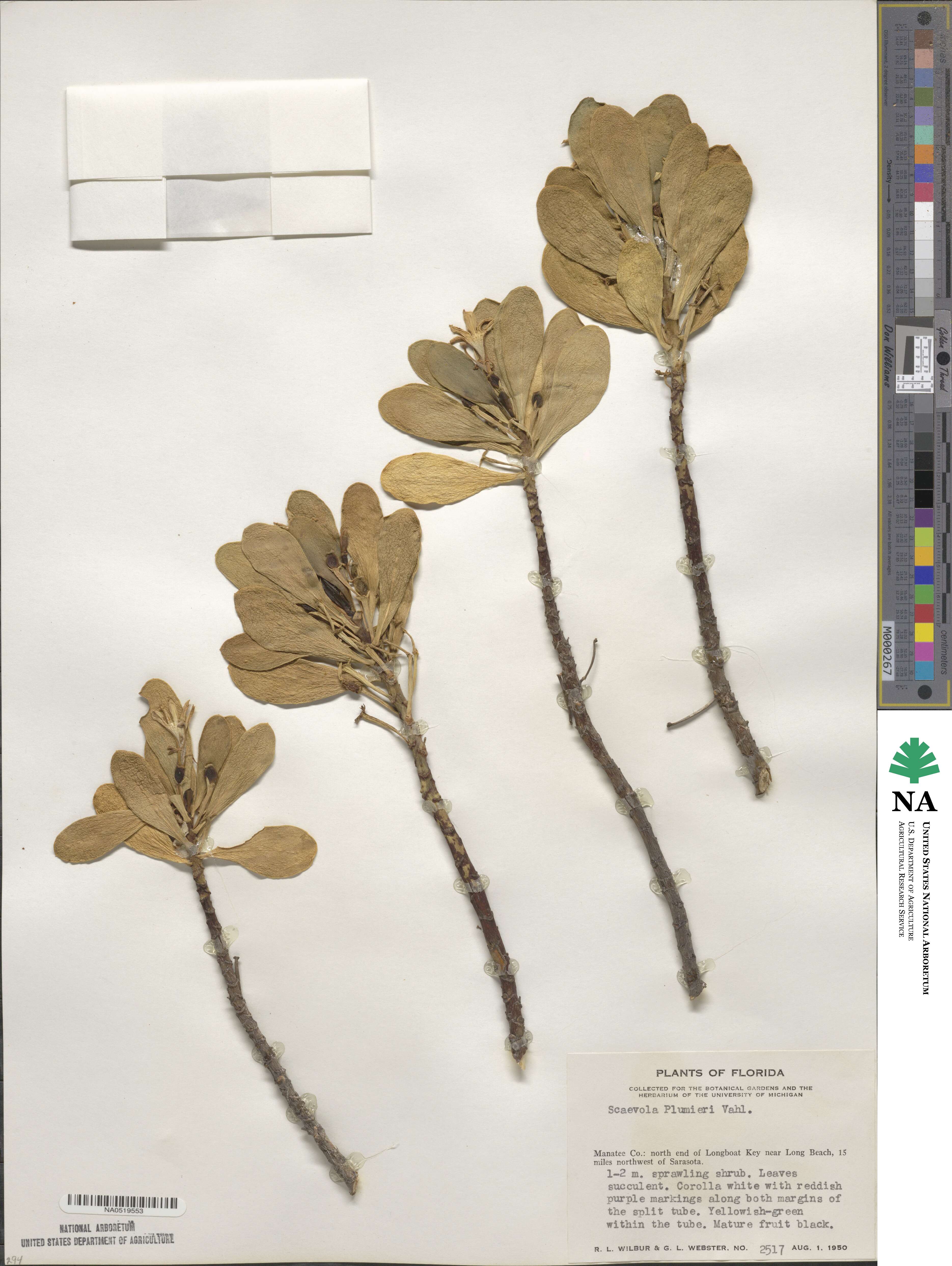 Scaevola image