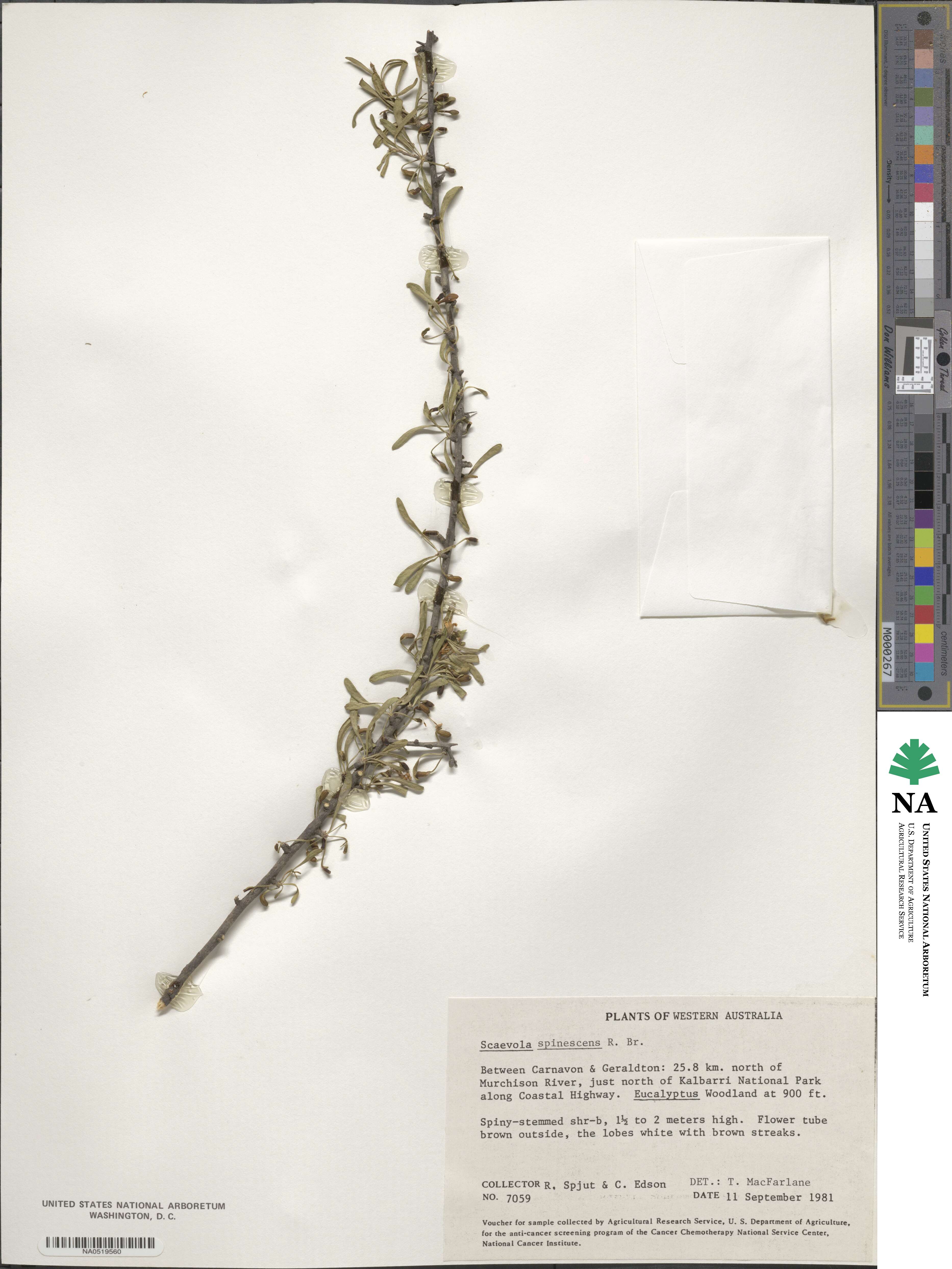 Scaevola image