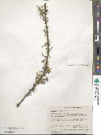 Scaevola spinescens image