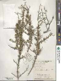 Scaevola spinescens image