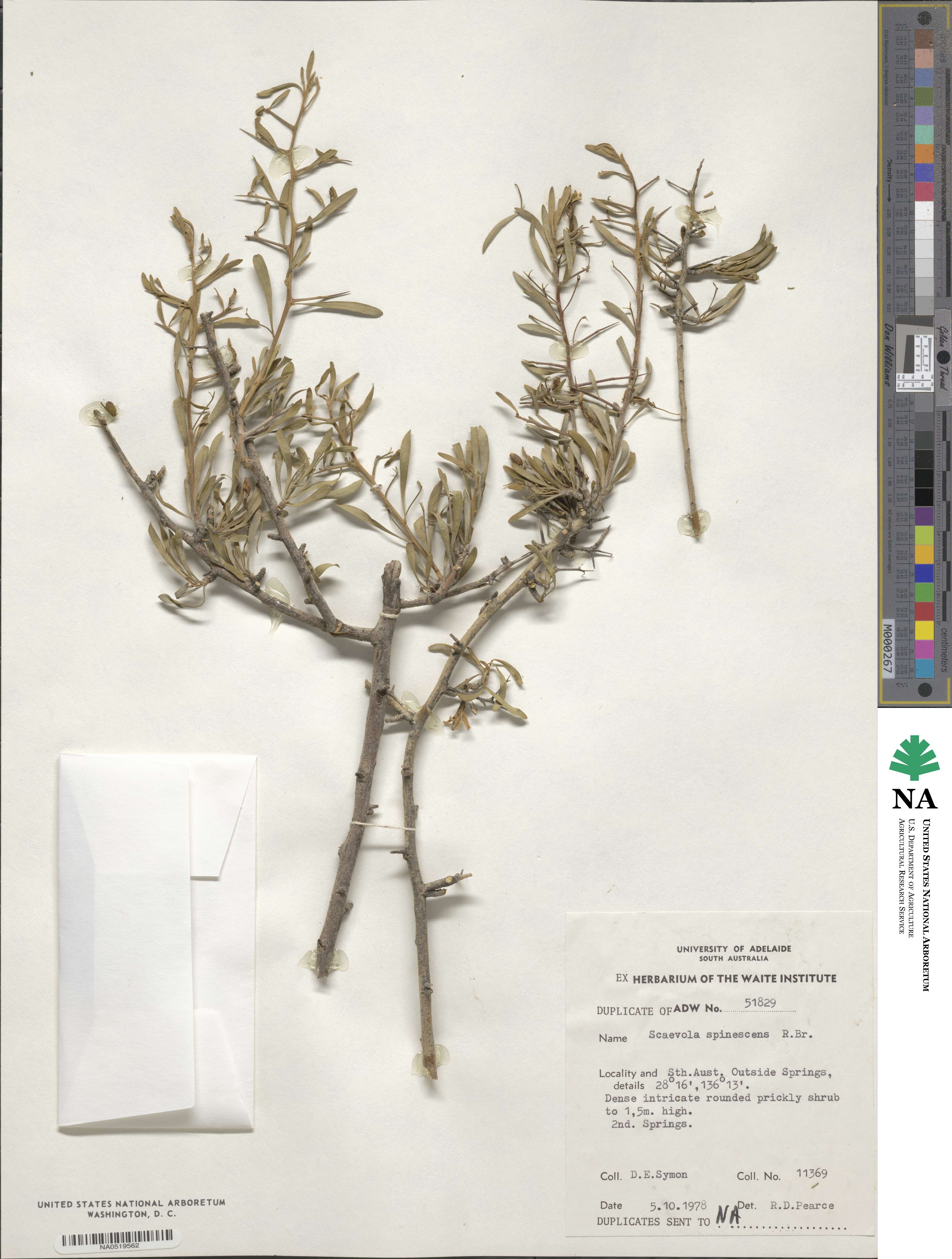 Scaevola spinescens image