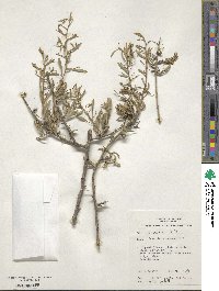 Scaevola spinescens image