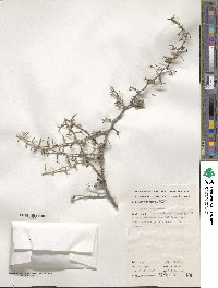 Scaevola spinescens image