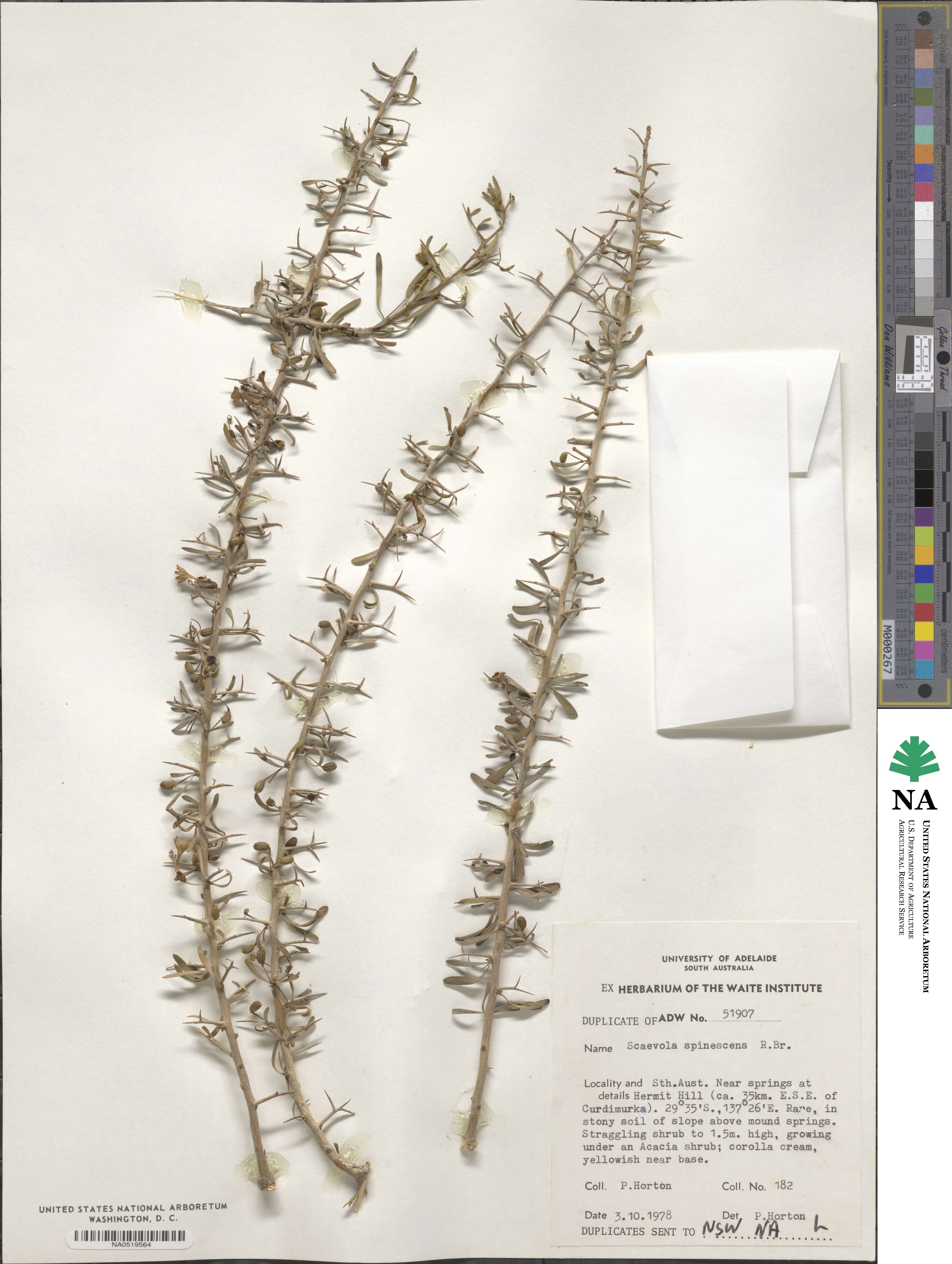 Scaevola spinescens image