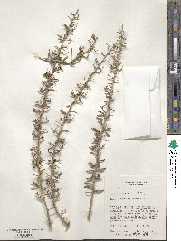 Scaevola spinescens image