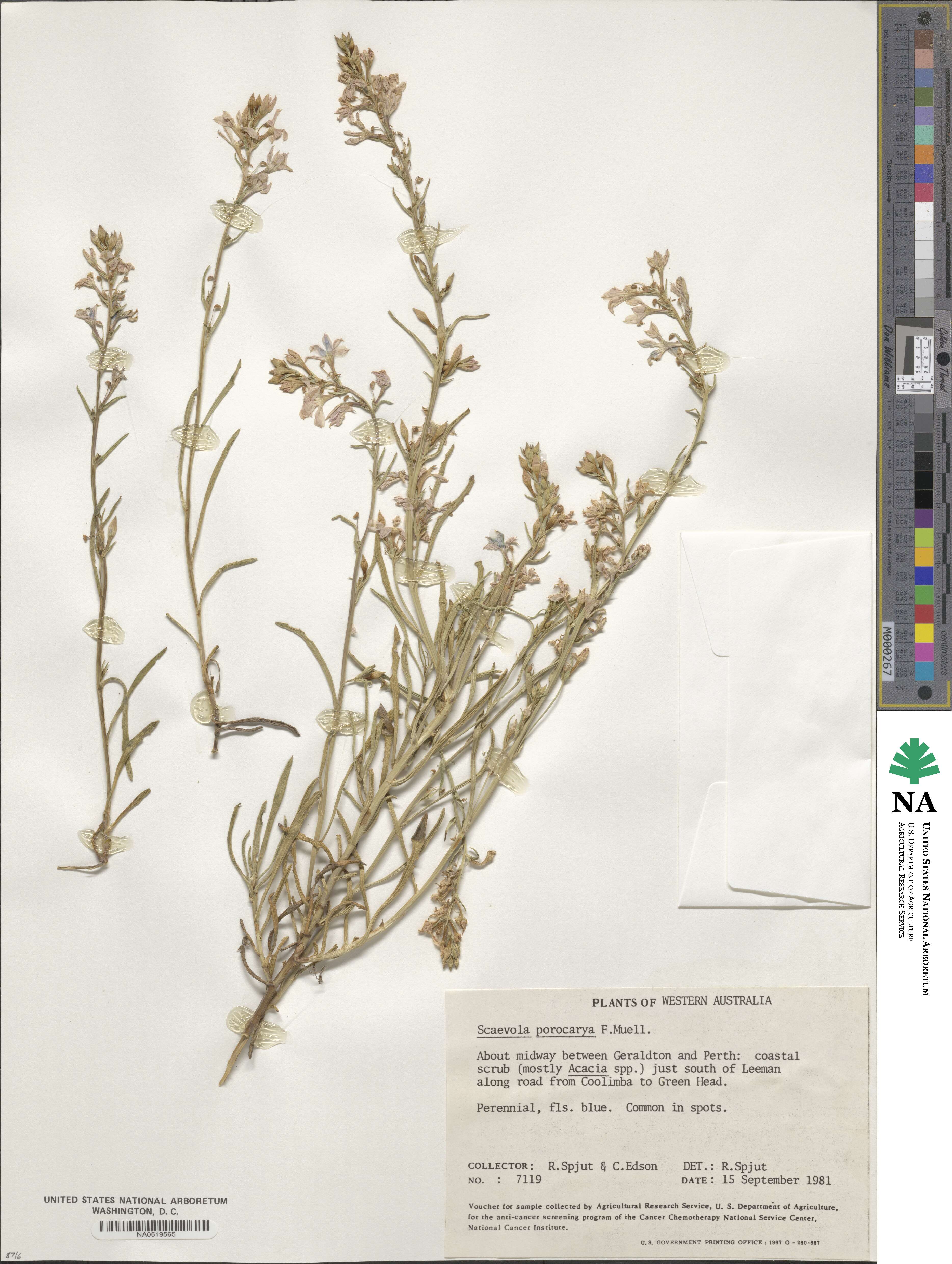 Scaevola procera image