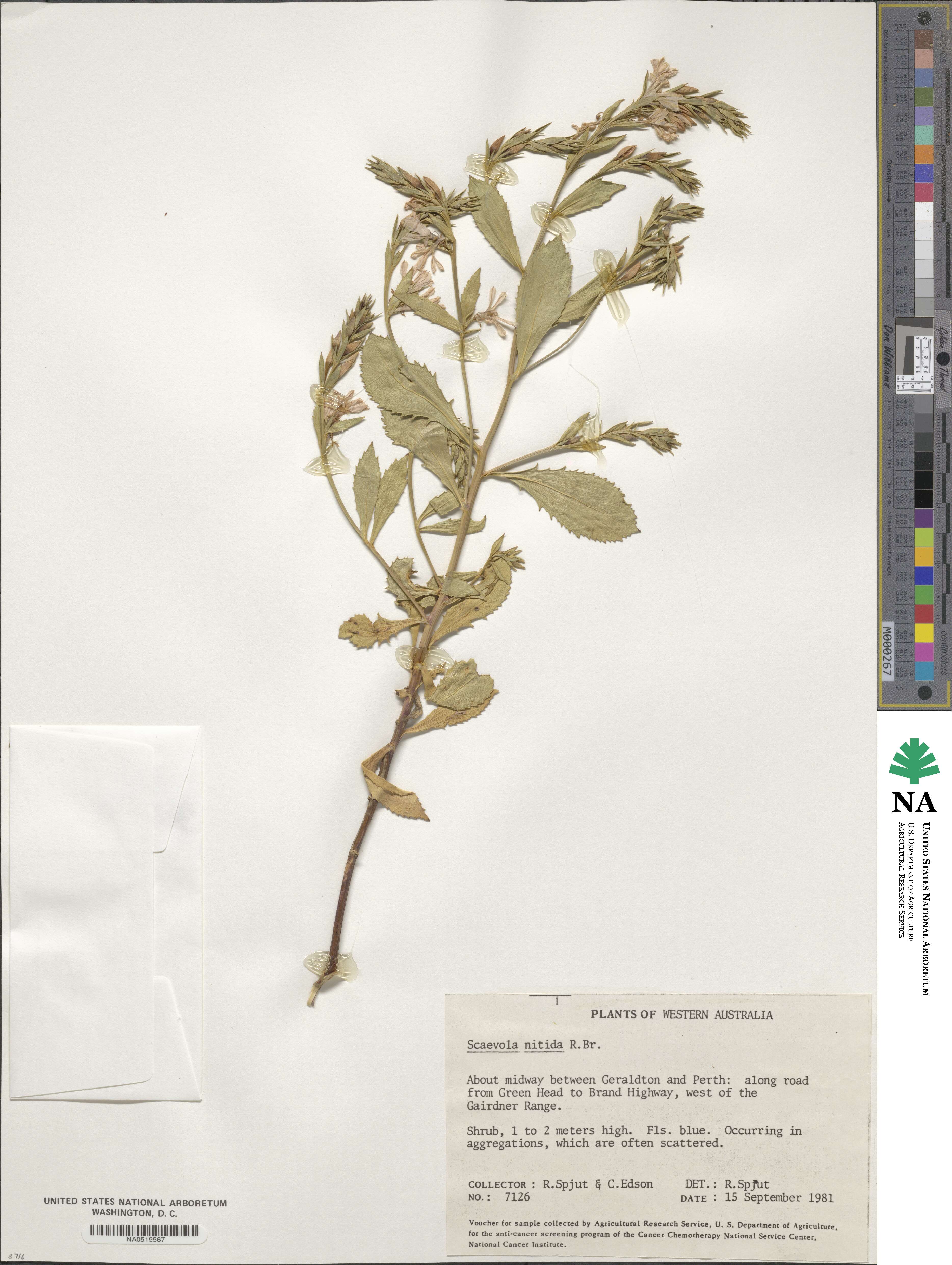 Scaevola nitida image