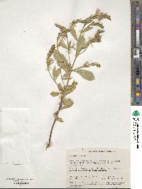 Scaevola nitida image