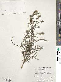 Image of Scaevola lanceolata