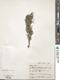 Image of Scaevola humifusa