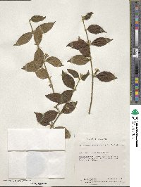 Scaevola oppositifolia image