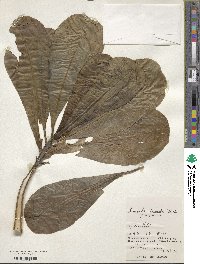 Scaevola sericea image