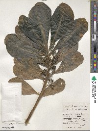 Scaevola sericea image