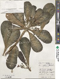 Scaevola sericea image